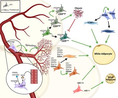 Immune Cell Regulation of White Adipose Progenitor Cell Fate